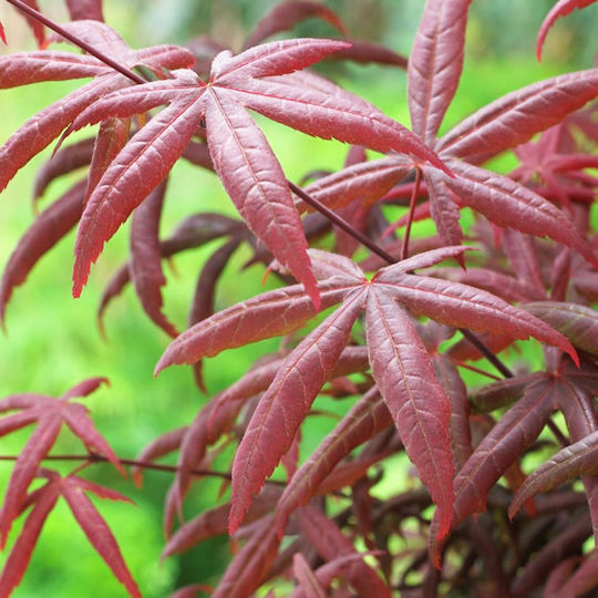 Acer Palmatum Starfish Αστερίας