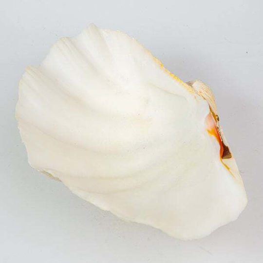 Decorative Shell Mono 8-9" White Shell