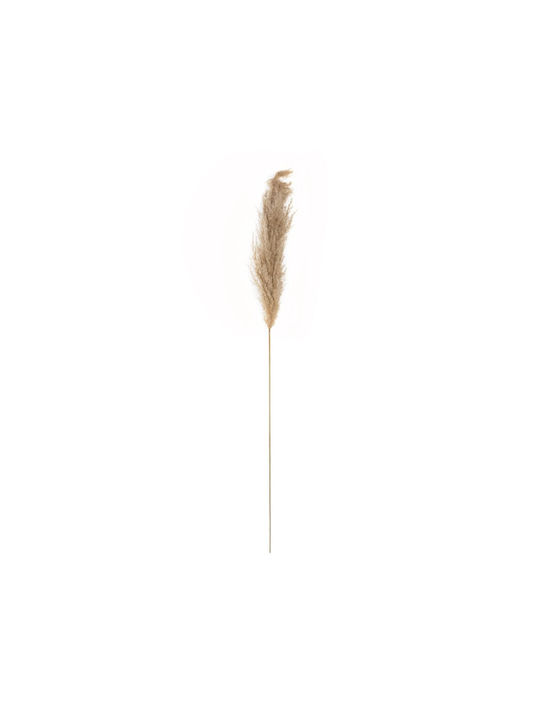 Αποξηραμένο Φυτό Pampas grass GloboStar
