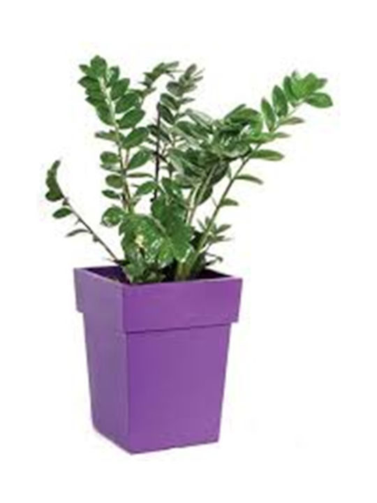 Viomes Linea Саксия Пластмаса Dark Purple 33x33x42см.