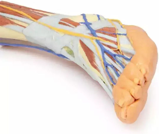 Κάτω Άκρο Επιφανειακή Διατομή 3d Erler Zimmer