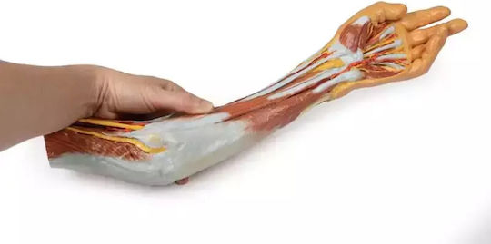 3d Άνω Άκρο Αγκώνας Πήχης Χέρι Erler Zimmer