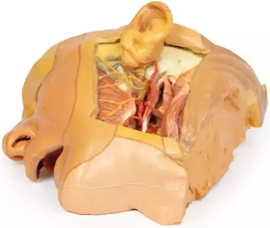 Anatomisches 3D-Model Kopf Hals Erler Zimmer