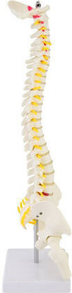 Πρόπλασμα Σπονδυλικής Στύλης Spine Model
