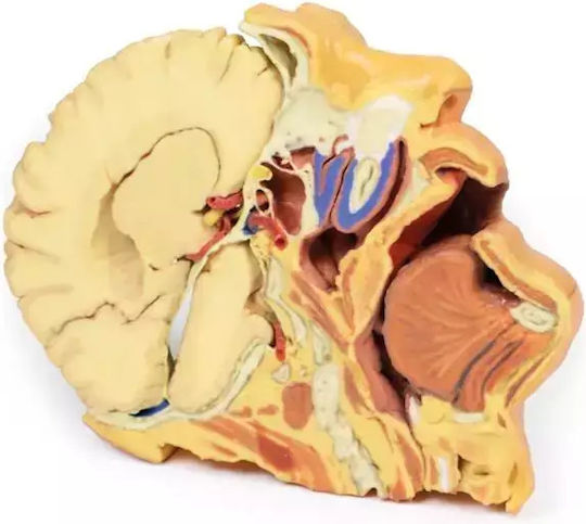 Anatomisches 3D-Model Kopf Hals Erler Zimmer
