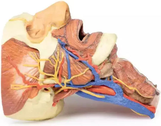3D Cap Craniu Coloană Vertebrală Cervicală Erler Zimmer