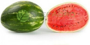 Wassermelonen Saatgut Morgan 500spt