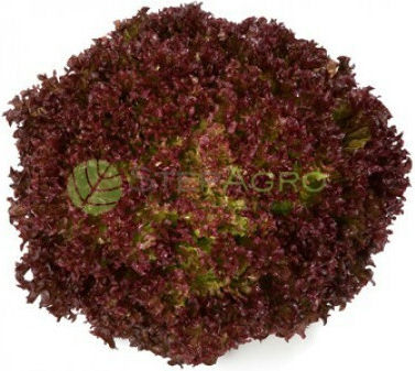 Samen Kopfsalat Cavernet Rz 5000 Pellets