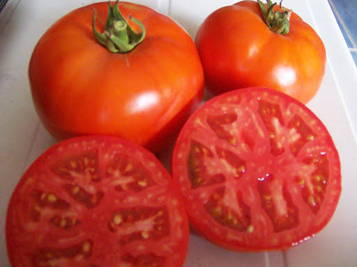 Tomate Troy Sakata Fruct 300g F1 20 Semințe