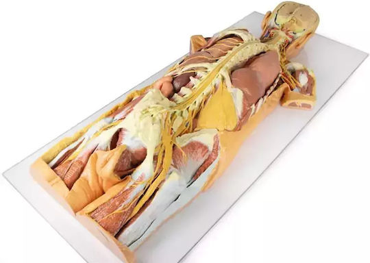 3D Schnitt Des Nervensystems Rückansicht Erler Zimmer