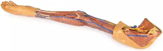 Manechin De Anatomie 3D Membru Superior Erler Zimmer
