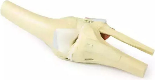 3D Articulație Genunchi Extensie Erler Zimmer