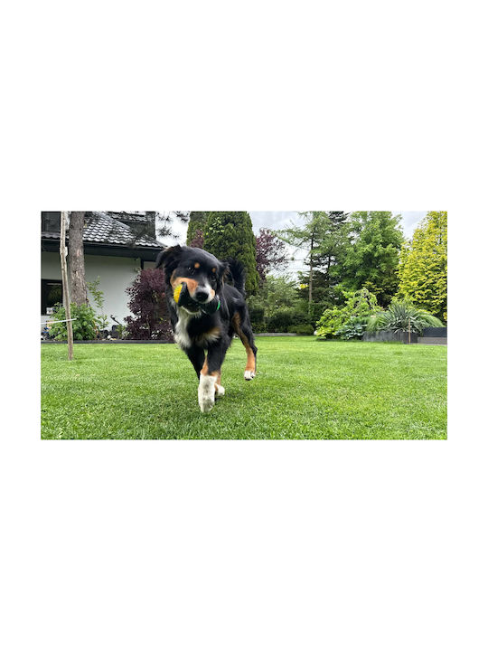 Hundespielzeug Kauspielkugel Mit Sprung Und Leuchtendem Gummi Zerrspielzeug Schwimmendes Spielzeug