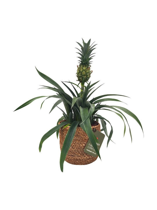 Sea Grass Nut P13 Κασπώ Ψάθινο Πολύχρωμο