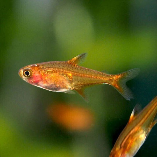 Aquariumfisch