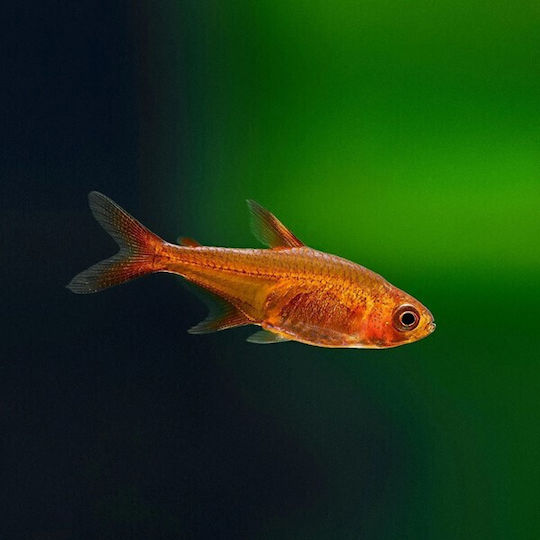 Aquariumfisch
