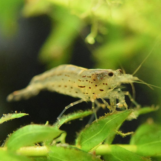 Caridina Multidentata Japonica Crevete Amano 2-3 Cm