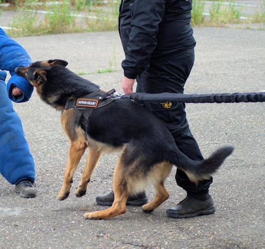 Dingo Λουρί/Οδηγός Σκύλου Εκπαίδευσης Ιμάντας Dingo 2m