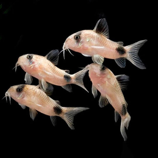 Corydoras Panda Panda Cory 2.5 Cm