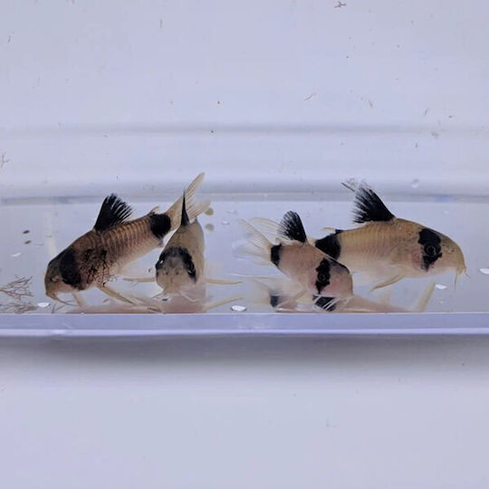 Corydoras Panda Panda Cory 2.5 Cm