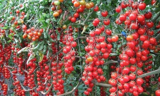 Toraf Зеленчукови Семена Bajaja Череша Домати 0.3г Опаковка