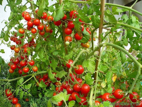 Toraf Зеленчукови Семена Bajaja Череша Домати 0.3г Опаковка
