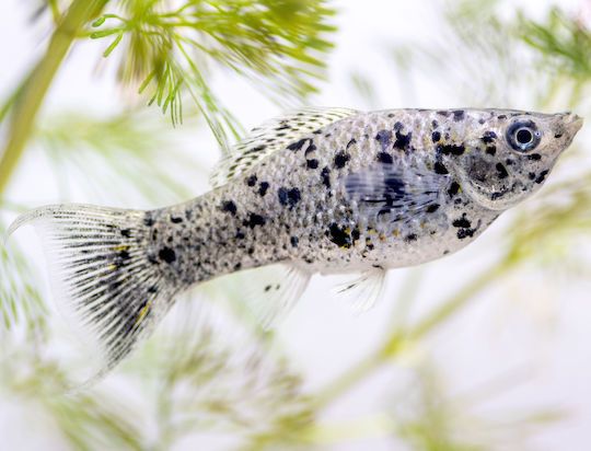 Molly Velifera Dalmatian M