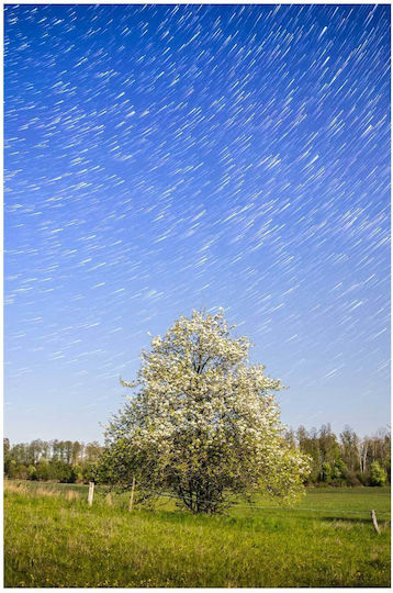 Painting Tree Under Starry Night Sky Tree Under Starry Night Sky 70x100