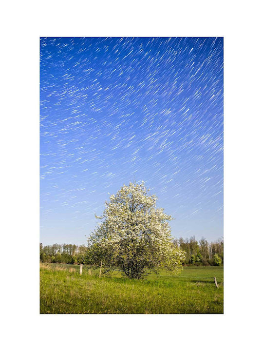 Πίνακας Tree Under Starry Night Sky Δέντρο Κάτω Έναστρο Νυχτερινό Ουρανό 115x170