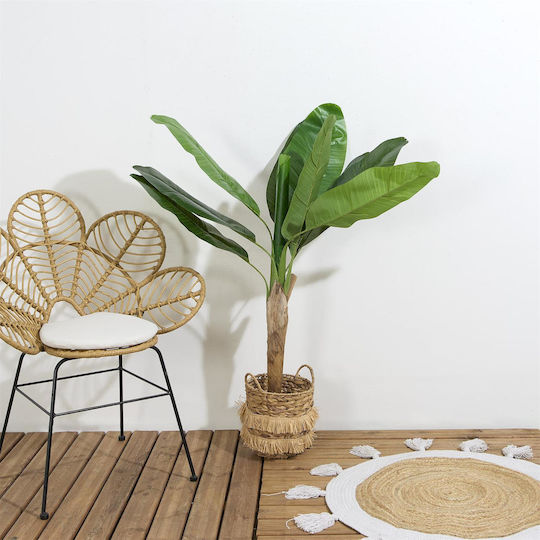 Banana Plant in Pot The Home Deco Factory