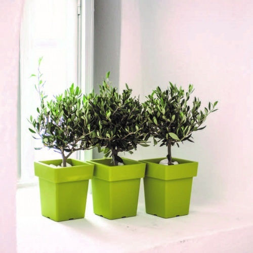 Blumentopf Tetp Linea 7 5lt-21x21x26h cm-Grün/ Gelb