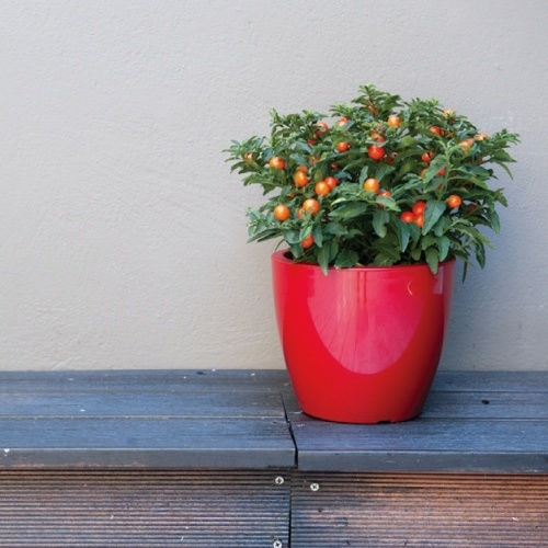 Vaze Pentru Plante Linea Gloss 7lt-d25x21h Cm-moliv