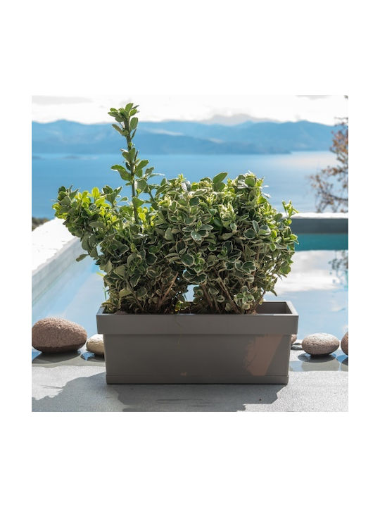 Viomes Blumenkasten Kunststoff White mit Untersetzer 38x18x17cm.