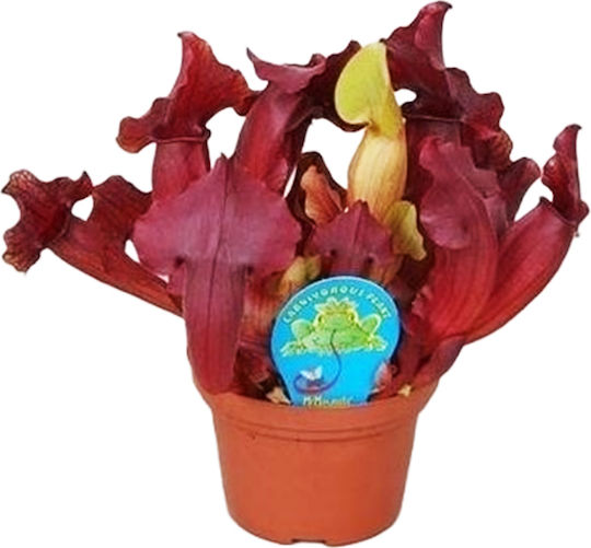Sarracenia Maroon Fleischfresser Pflanze