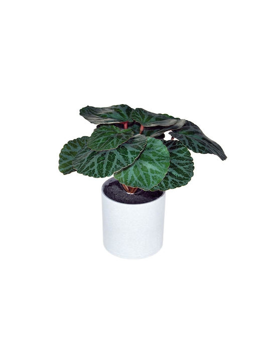 Plantă artificială Begonia 18cm ghiveci gri din plastic Ø8xH8cm