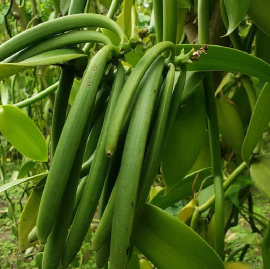 Βανιλια Fructus Uganda Gourmet Sticks