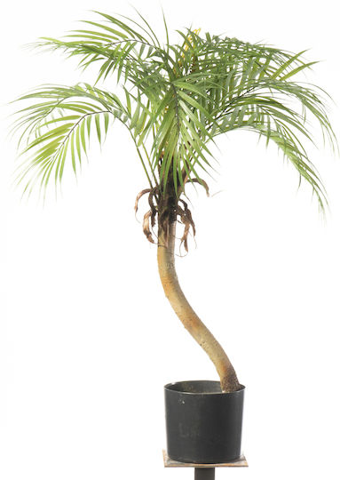 Plantă Artificială în Ghiveci Palmier Green 80cm Supergreens