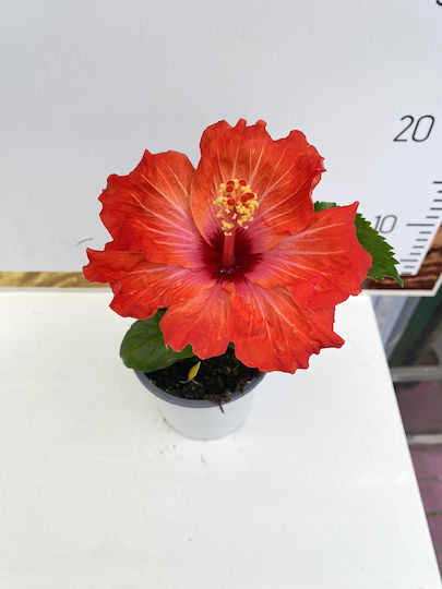 Sinensis Height 40cm Sinensis Height 40cm