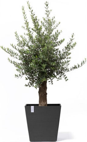 Ecopots Rotterdam Саксия Пластмаса Черно 50x50x48см.