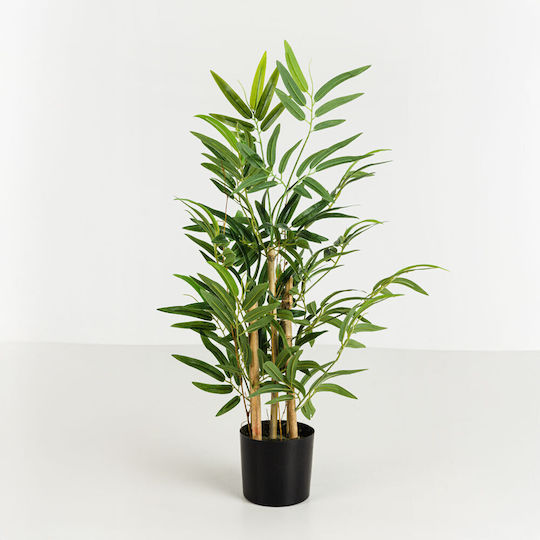 Bamboo in Pot InTheBox Bamboo in Pot InTheBox