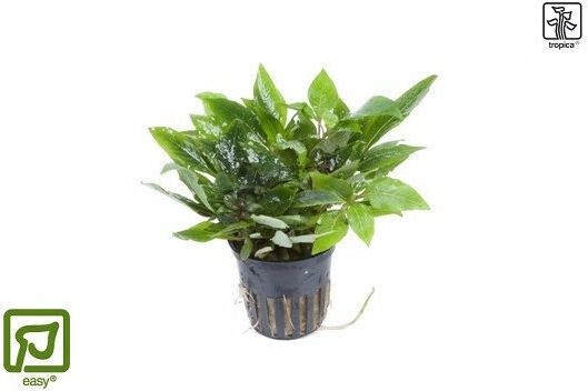 Tropica Hygrophila Corymbosa Compact Hygrophila Polysperma Live Aquarium Plant