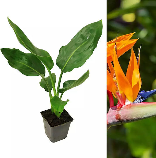 Reginae Bird Paradise Ύψους 40εκ. Reginae Bird Paradise Ύψους 40εκ.