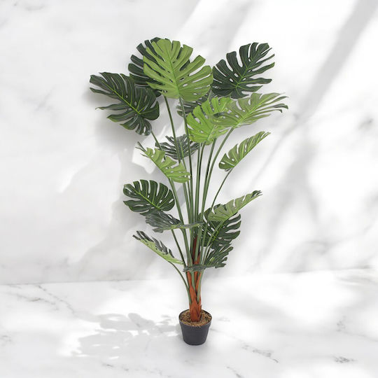 Monstera in Pot Oranon