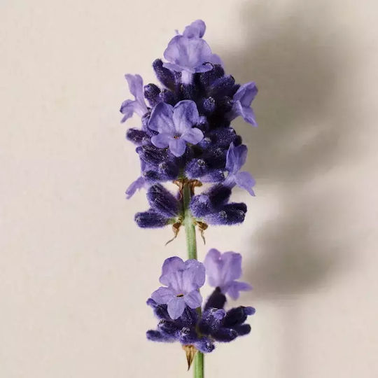 Chloe Atelier des Fleurs Lavanda Eau de Parfum 50ml
