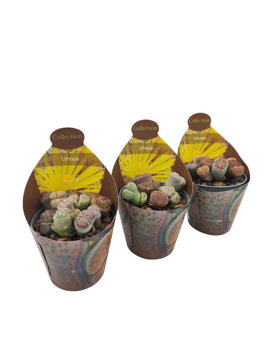 Lithops Mehrfarbige Steine Für Pflanzen