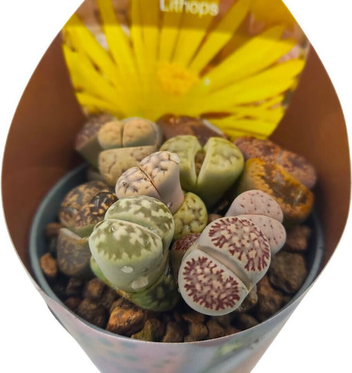 Λίθοπες Παχύφυτα Lithops Πολύχρωμα Βοτσαλάκια