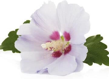 Aromă Pentru Lumânări White Musk 1kg
