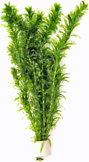 Stoffels Egeria Densa Bundle
