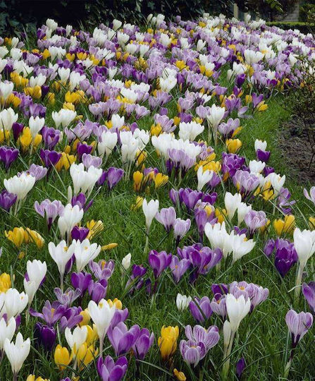 Gemma Zwiebeln Krokus Mehrfarbig 5Stück