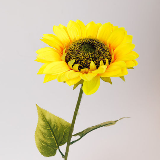Heliotropium Жълто